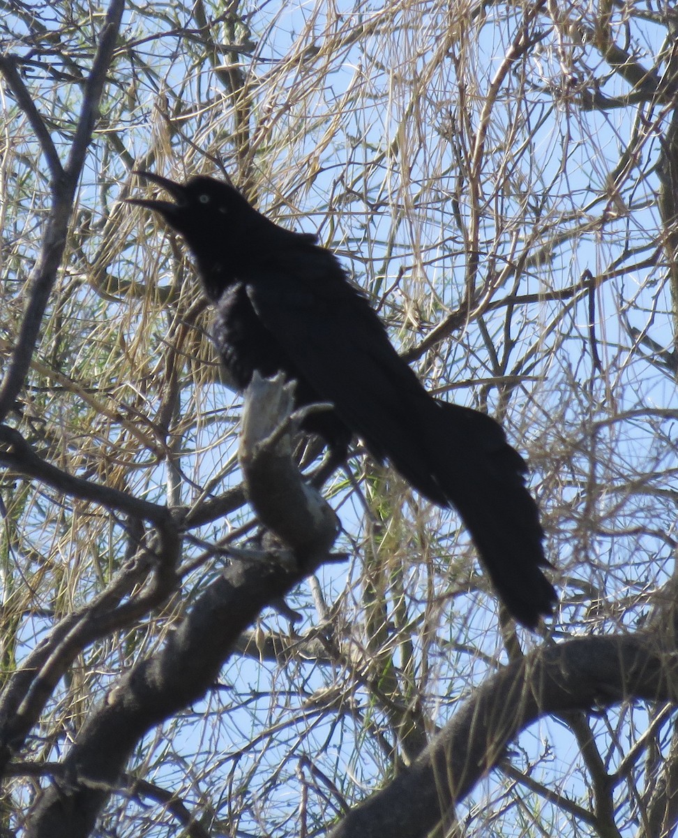 Great-tailed Grackle - ML617627493