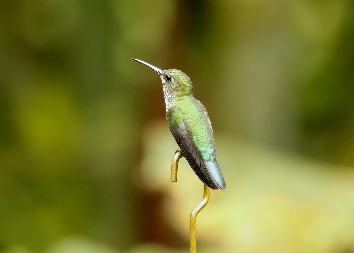 Many-spotted Hummingbird - Katrina Moilanen
