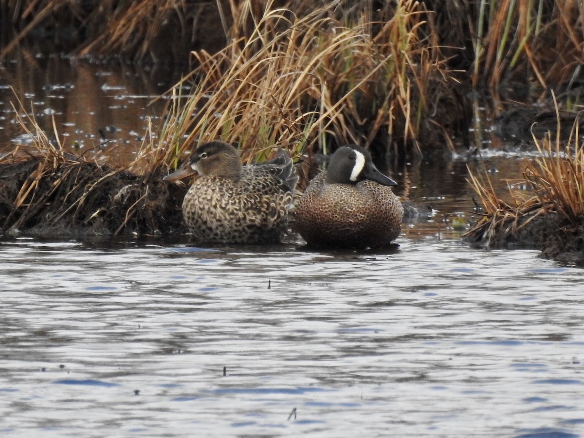 Blue-winged Teal - ML617627526