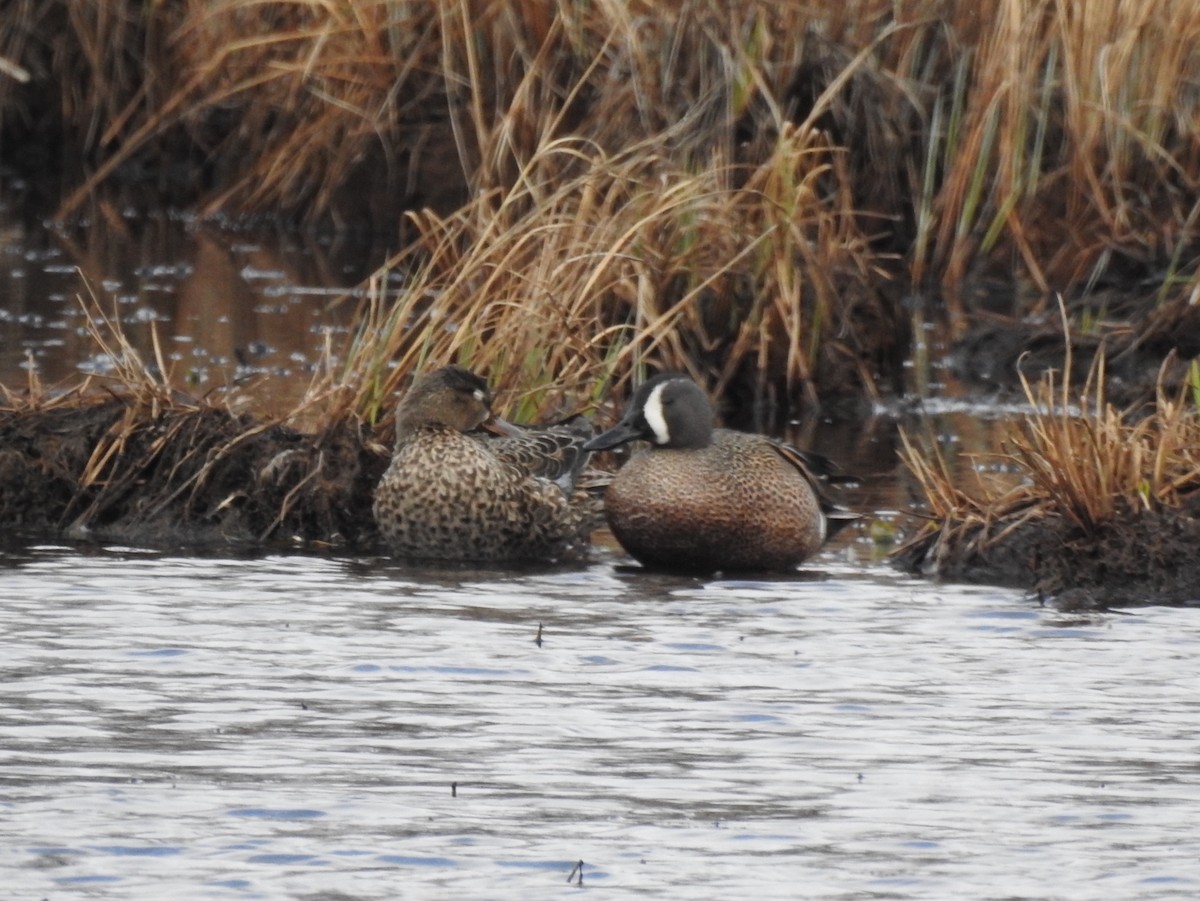 Blue-winged Teal - ML617627527