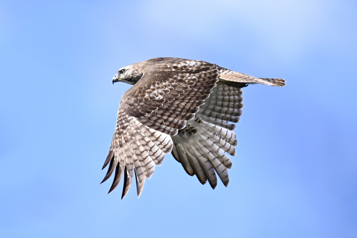 Red-tailed Hawk - ML617627573