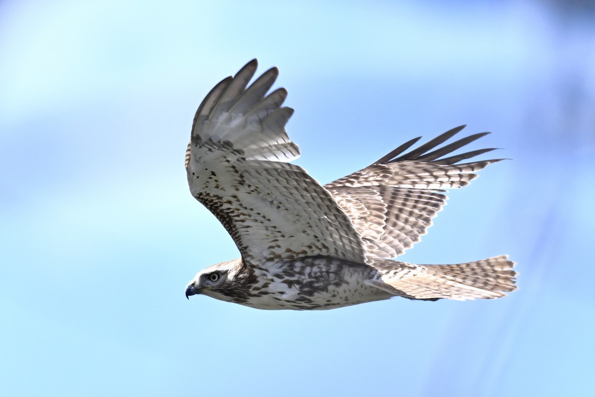 Red-tailed Hawk - ML617627574
