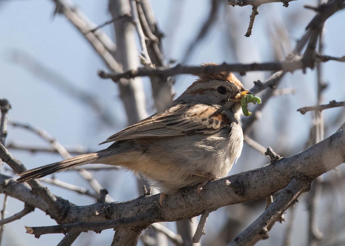 Rufous-winged Sparrow - ML617627575