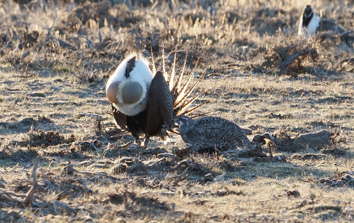 Greater Sage-Grouse - ML617627615