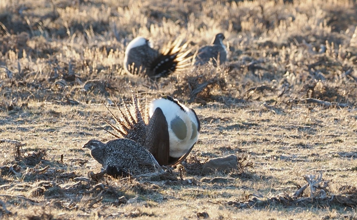 Greater Sage-Grouse - ML617627630