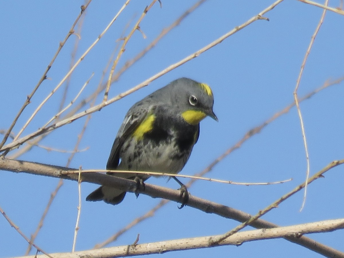 Yellow-rumped Warbler - Anonymous