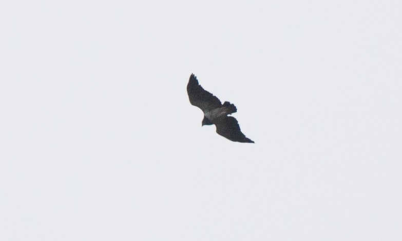 Black-chested Buzzard-Eagle - ML617627760