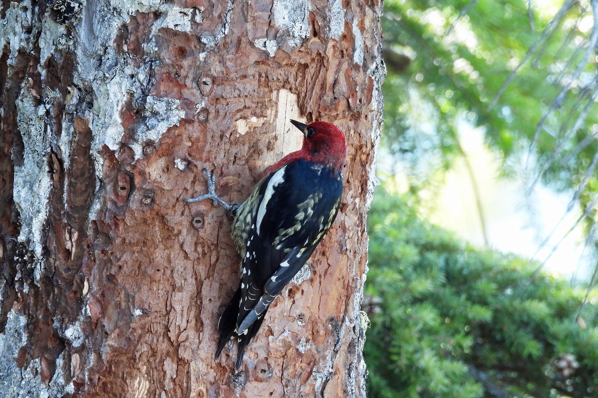 Red-breasted Sapsucker - ML617627763