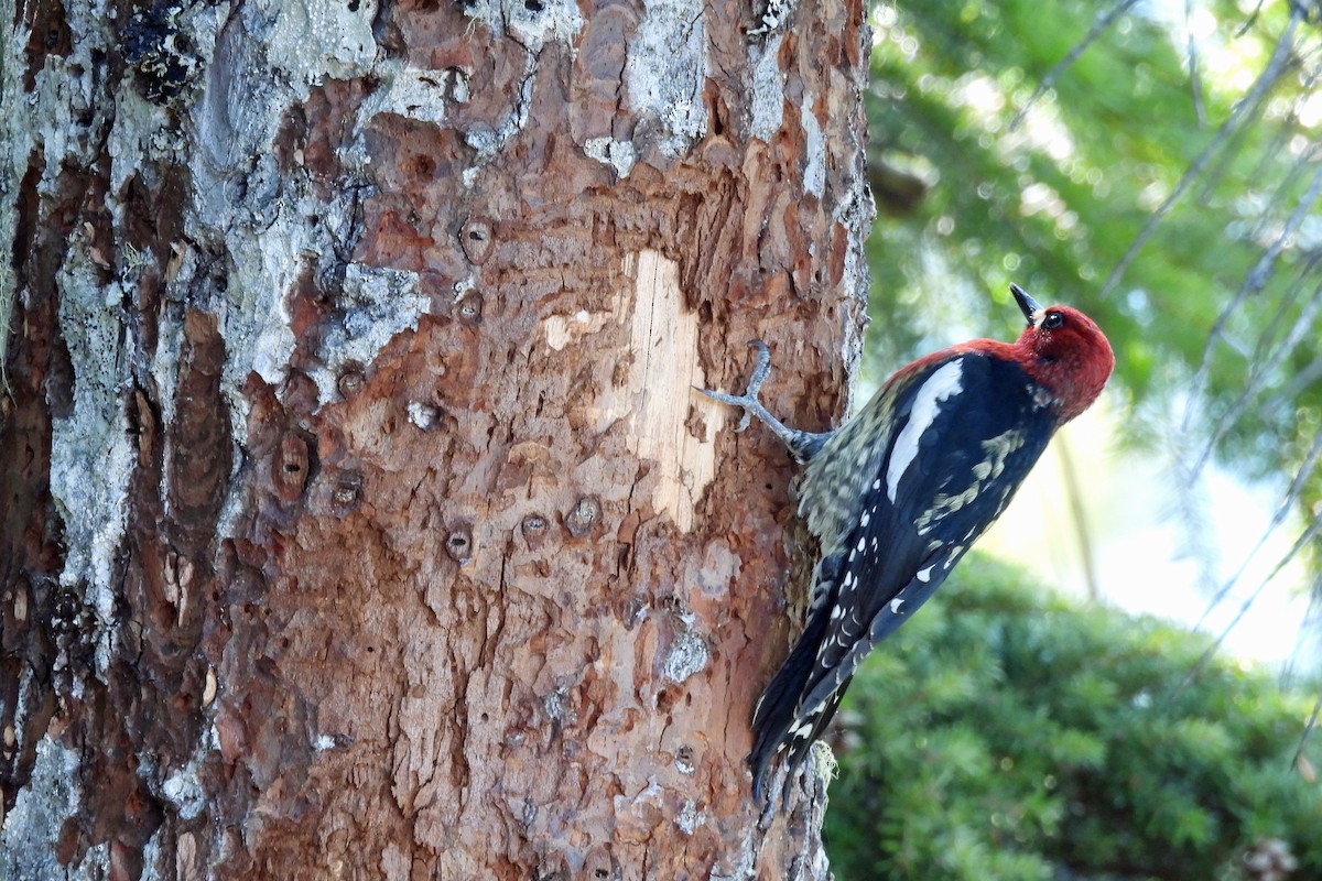 Red-breasted Sapsucker - ML617627772