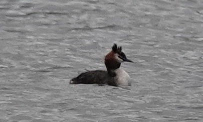Great Crested Grebe - ML617627799