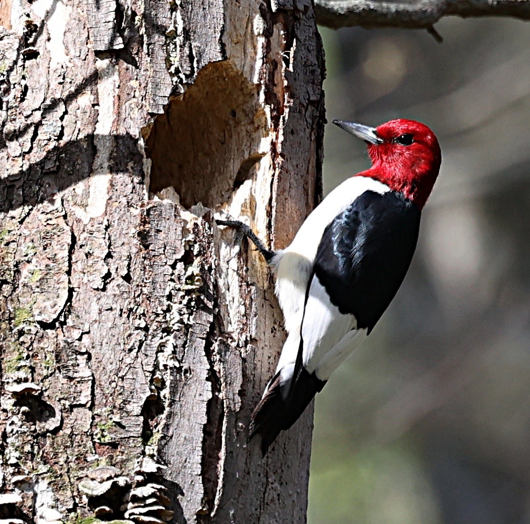 Red-headed Woodpecker - ML617627830