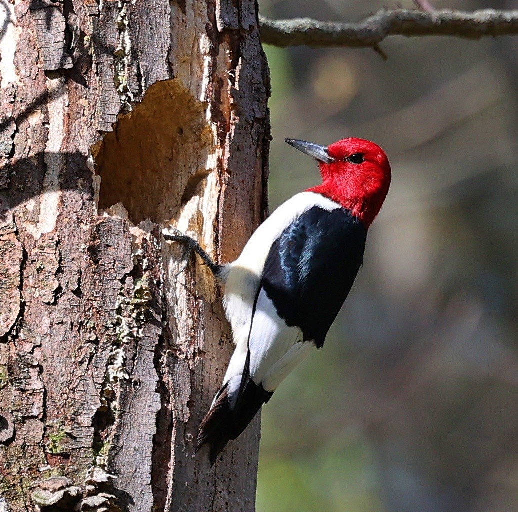 Red-headed Woodpecker - ML617627831