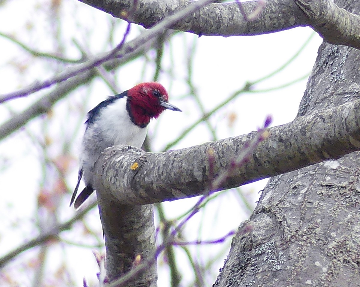 Red-headed Woodpecker - ML617627876