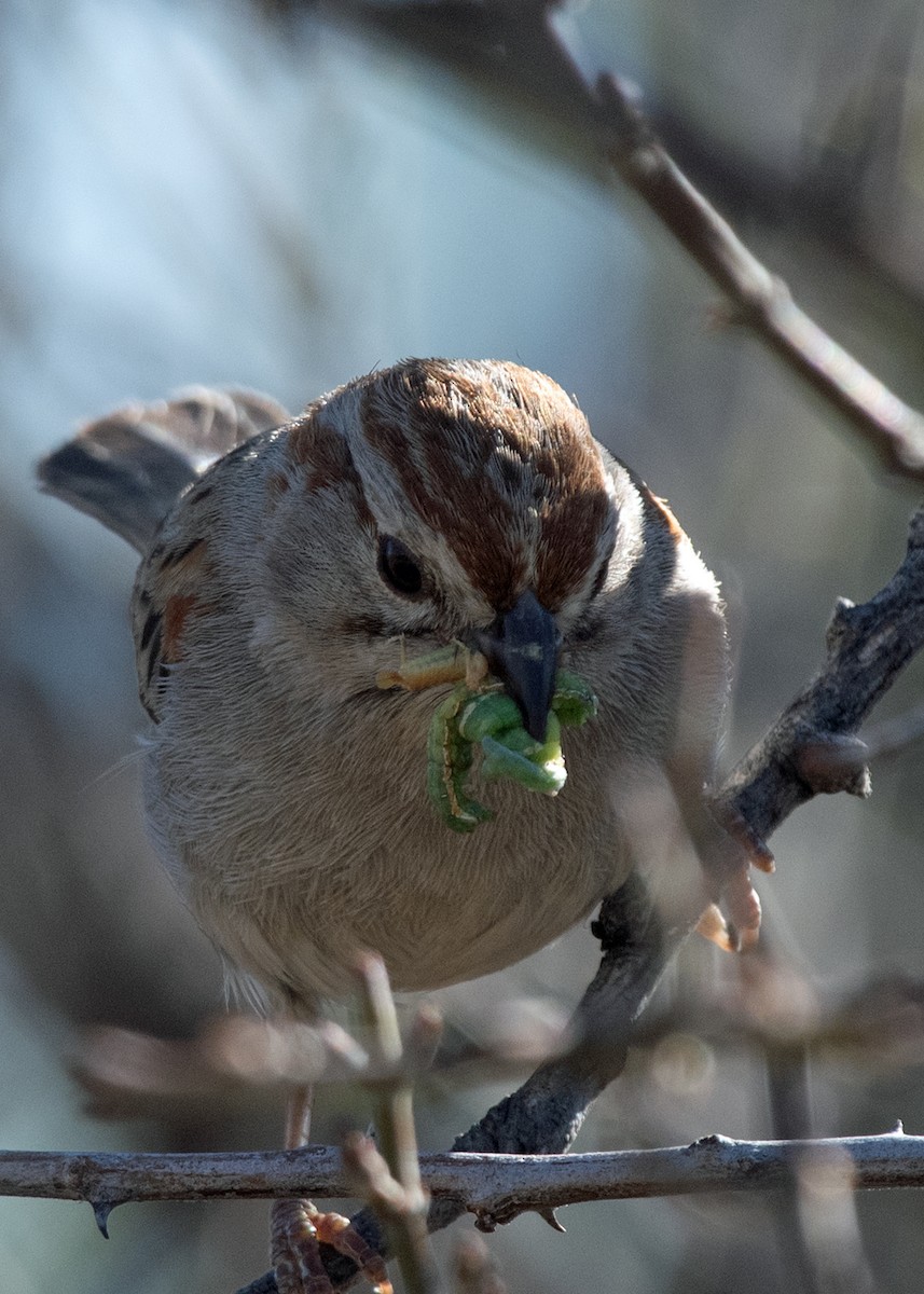 Rufous-winged Sparrow - Bente Torvund