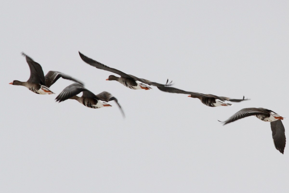 Greater White-fronted Goose (Western) - ML61762791