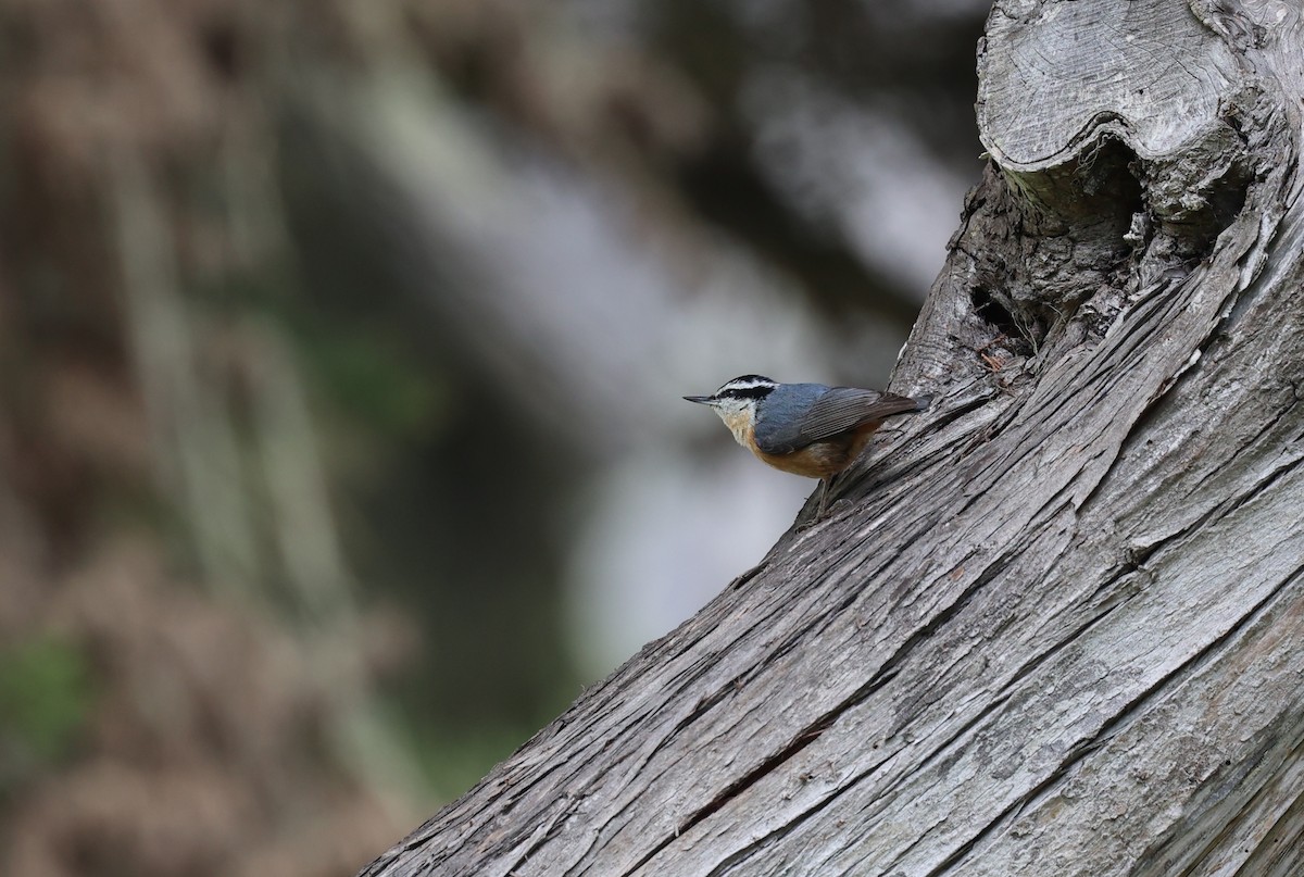 Red-breasted Nuthatch - ML617627931