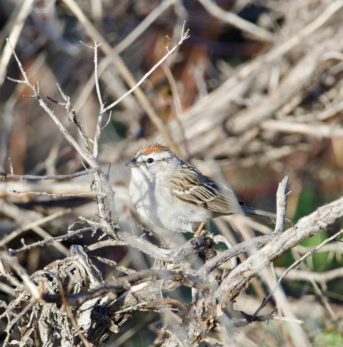 Chipping Sparrow - ML617628066