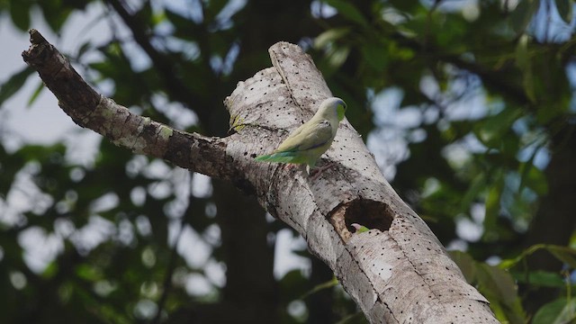 Папуга-горобець еквадорський - ML617628083