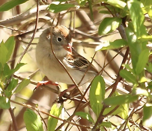 Field Sparrow - ML617628094