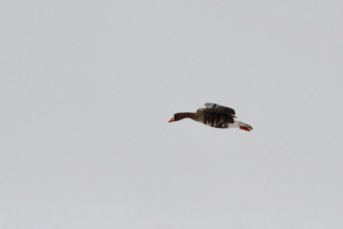 Greater White-fronted Goose (Western) - ML61762811