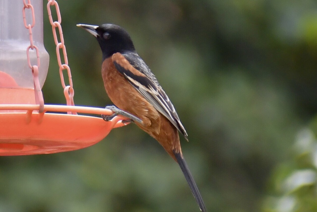 Orchard Oriole - ML617628170