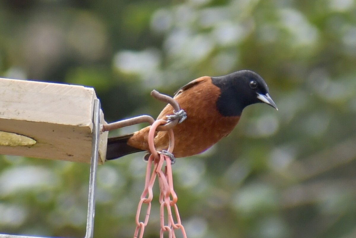 Orchard Oriole - ML617628171