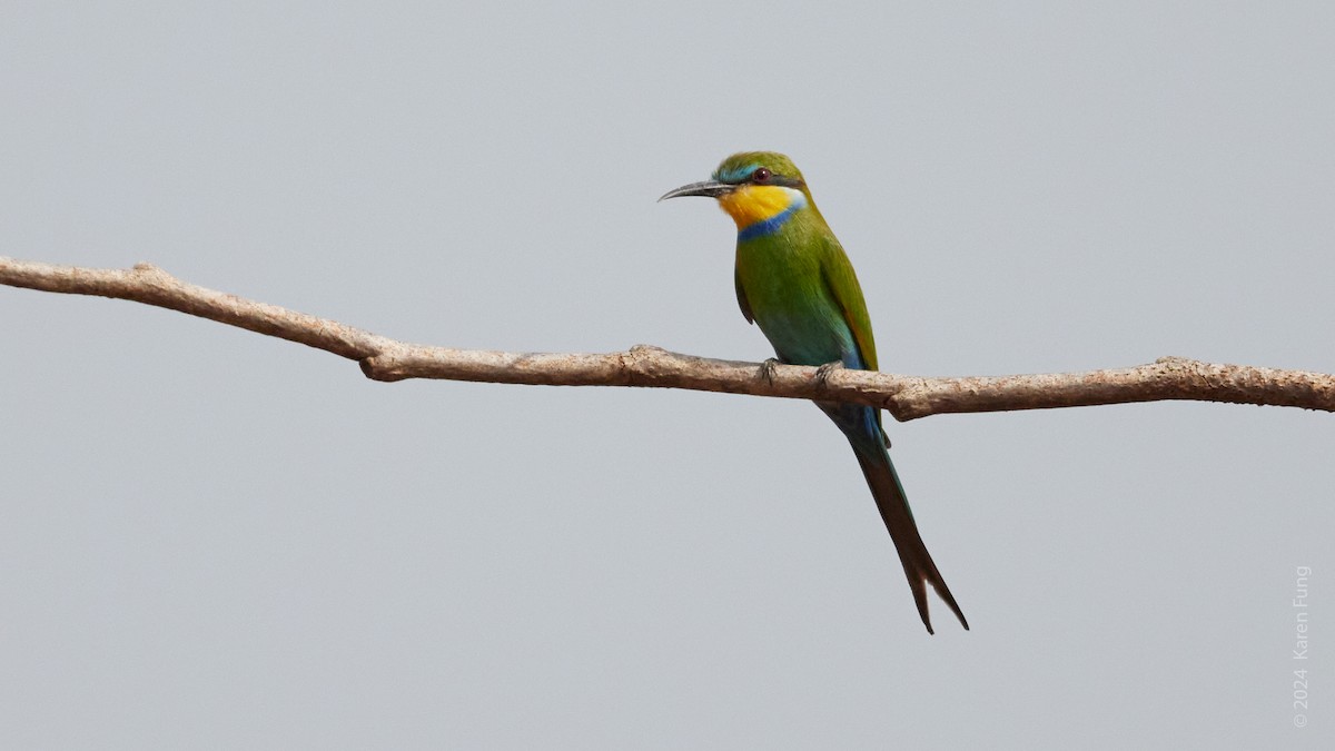 Swallow-tailed Bee-eater - ML617628194