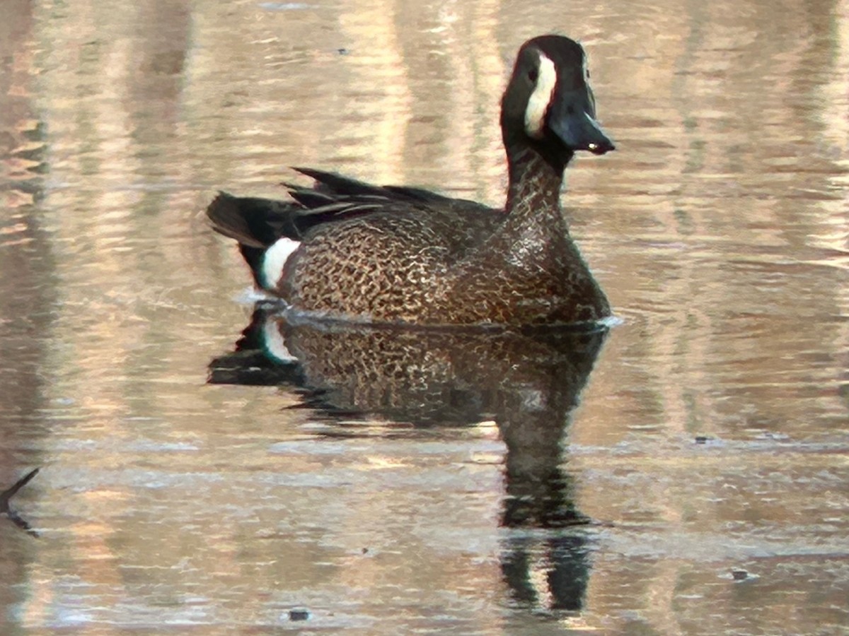 Blue-winged Teal - ML617628214
