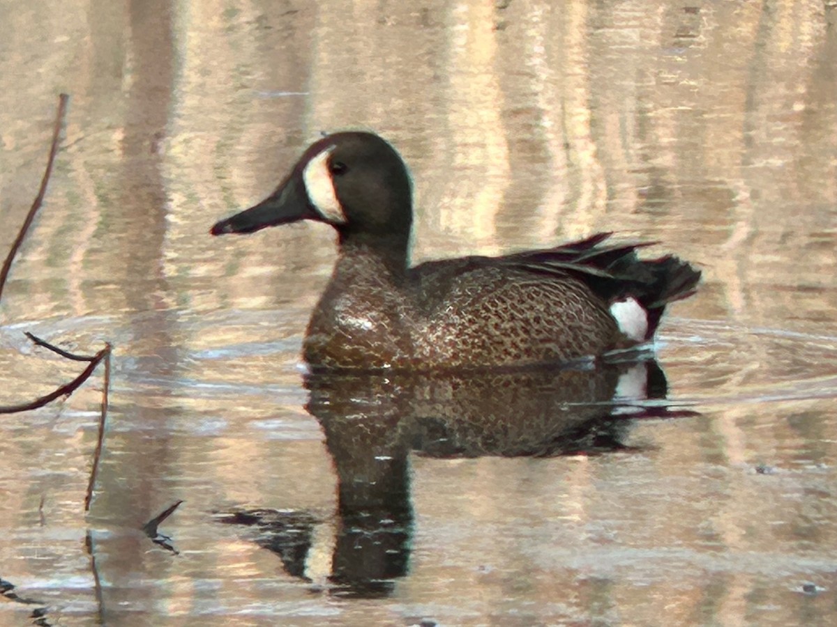Blue-winged Teal - ML617628215