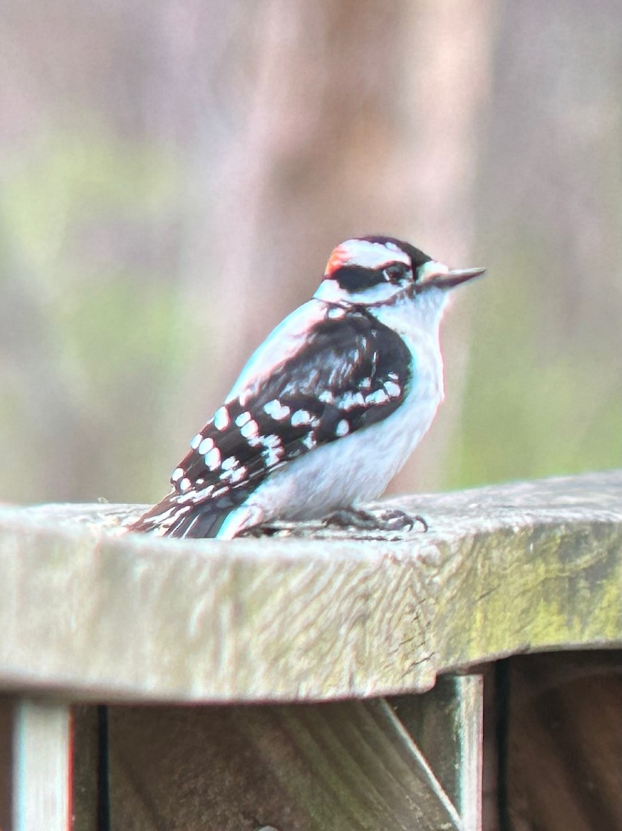 Downy Woodpecker - ML617628228