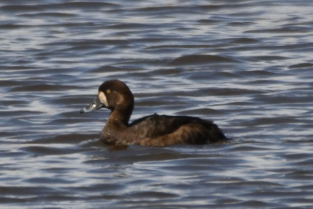 Greater Scaup - ML617628267
