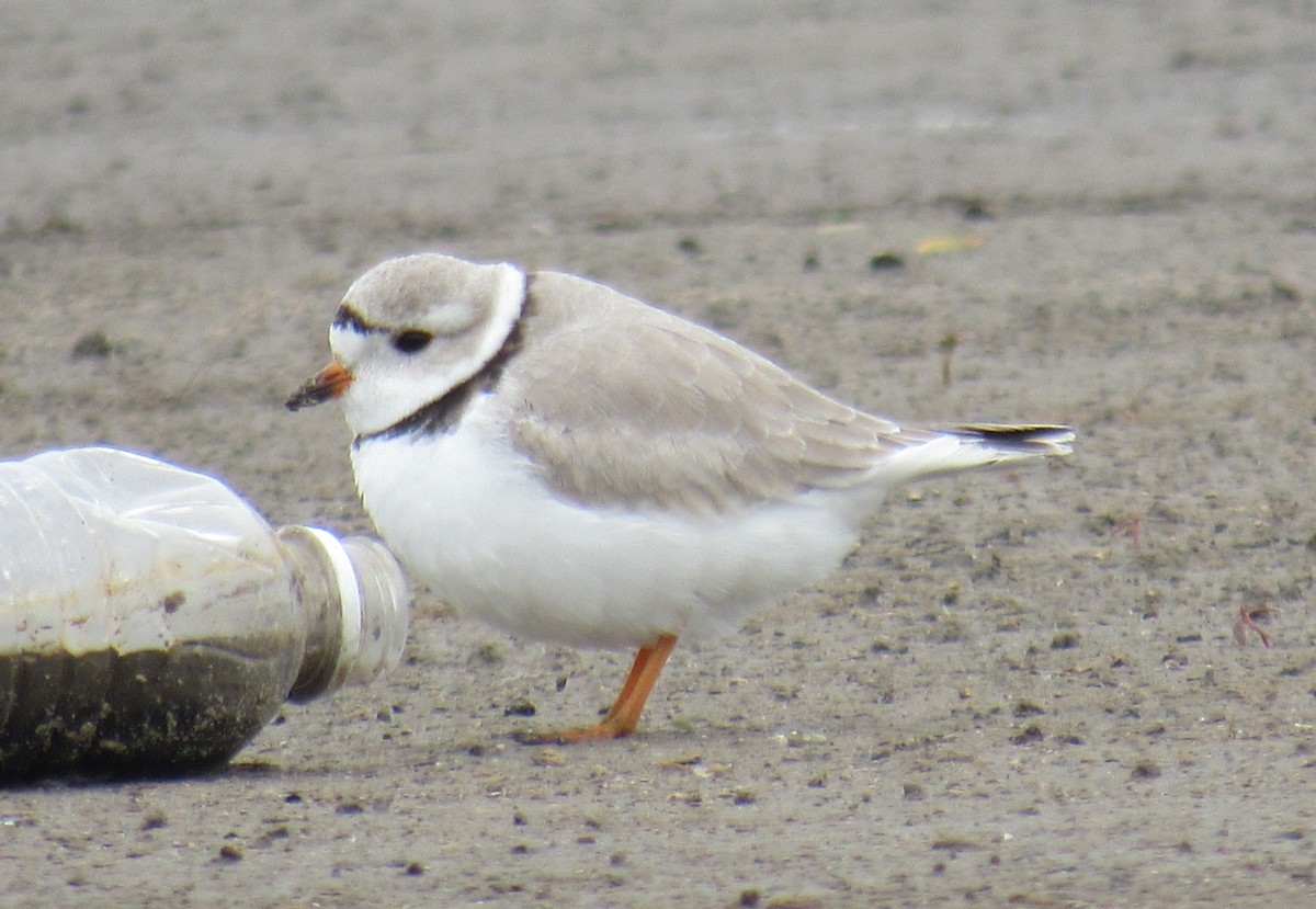 Piping Plover - ML617628275
