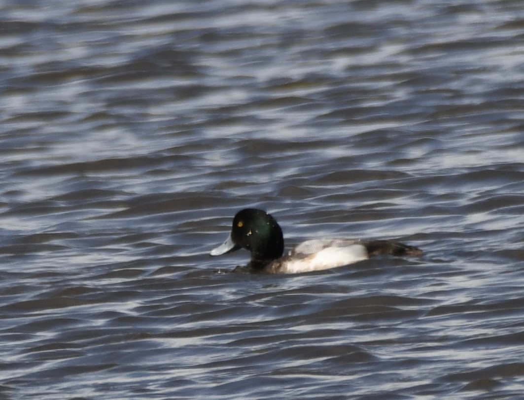 Greater Scaup - ML617628277