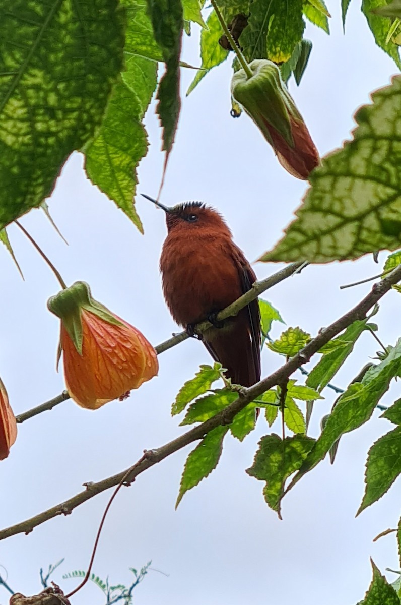 kolibřík fernandezský - ML617628293