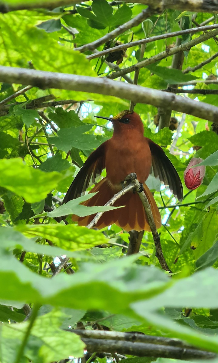 kolibřík fernandezský - ML617628295