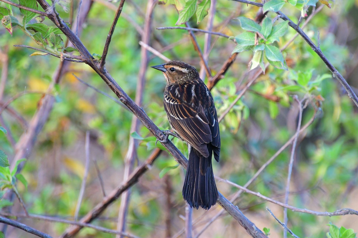 Red-winged Blackbird - Leesa Brown