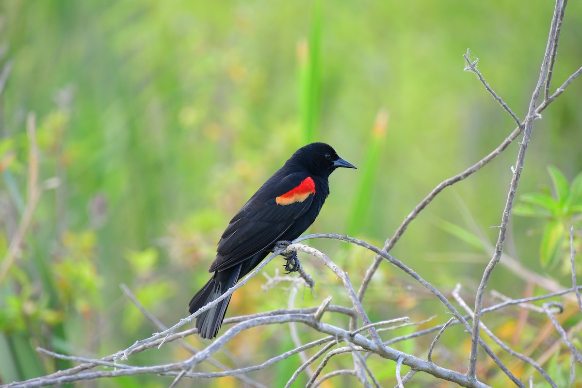 Red-winged Blackbird - ML617628298