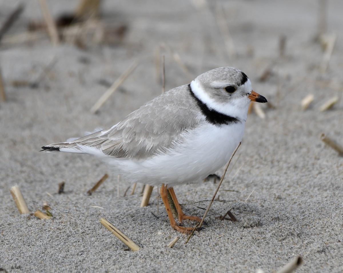 Piping Plover - ML617628304