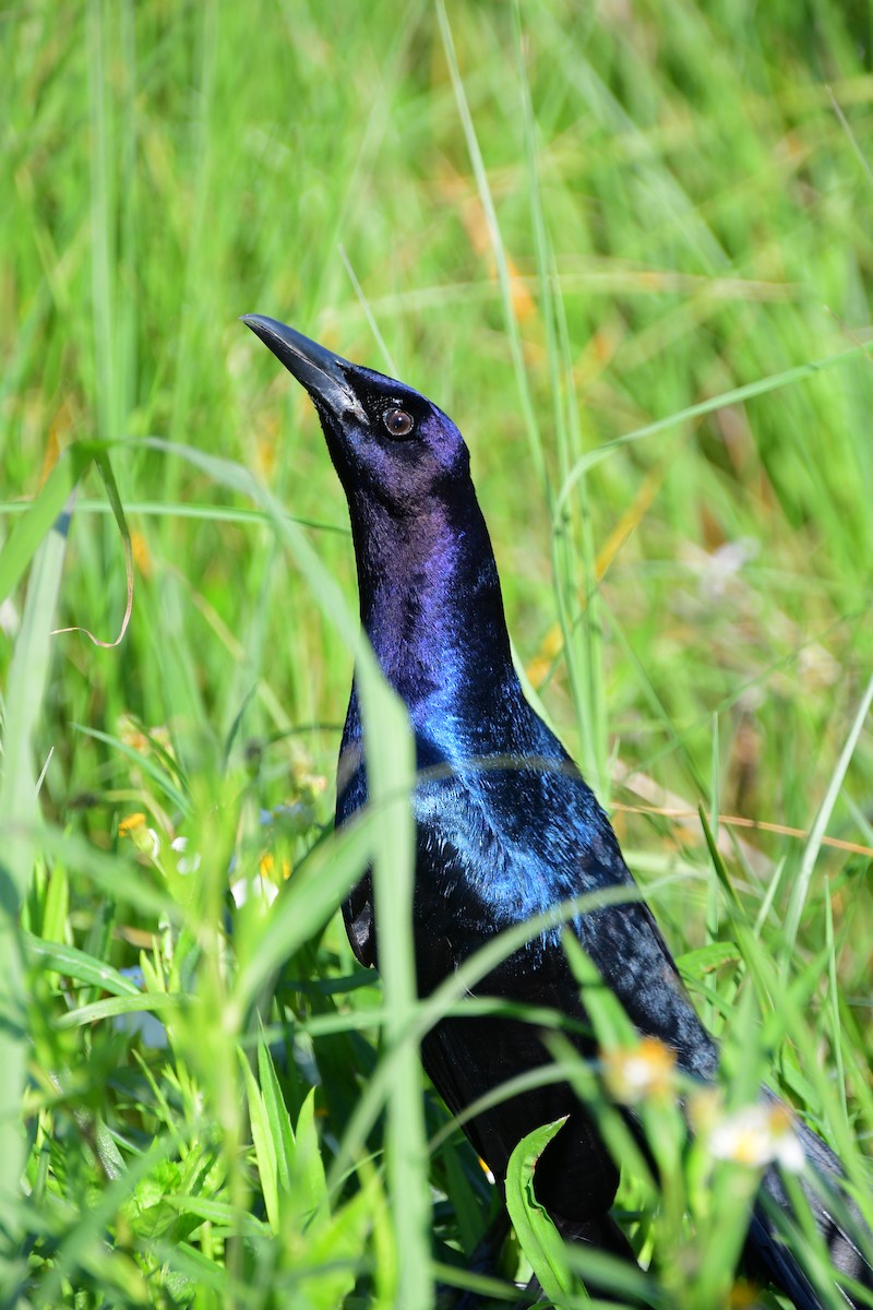Boat-tailed Grackle - ML617628306