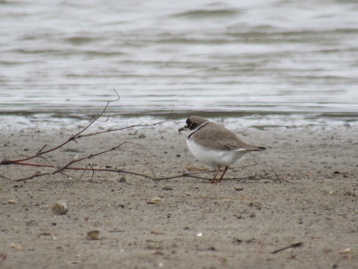 Semipalmated Plover - ML617628328
