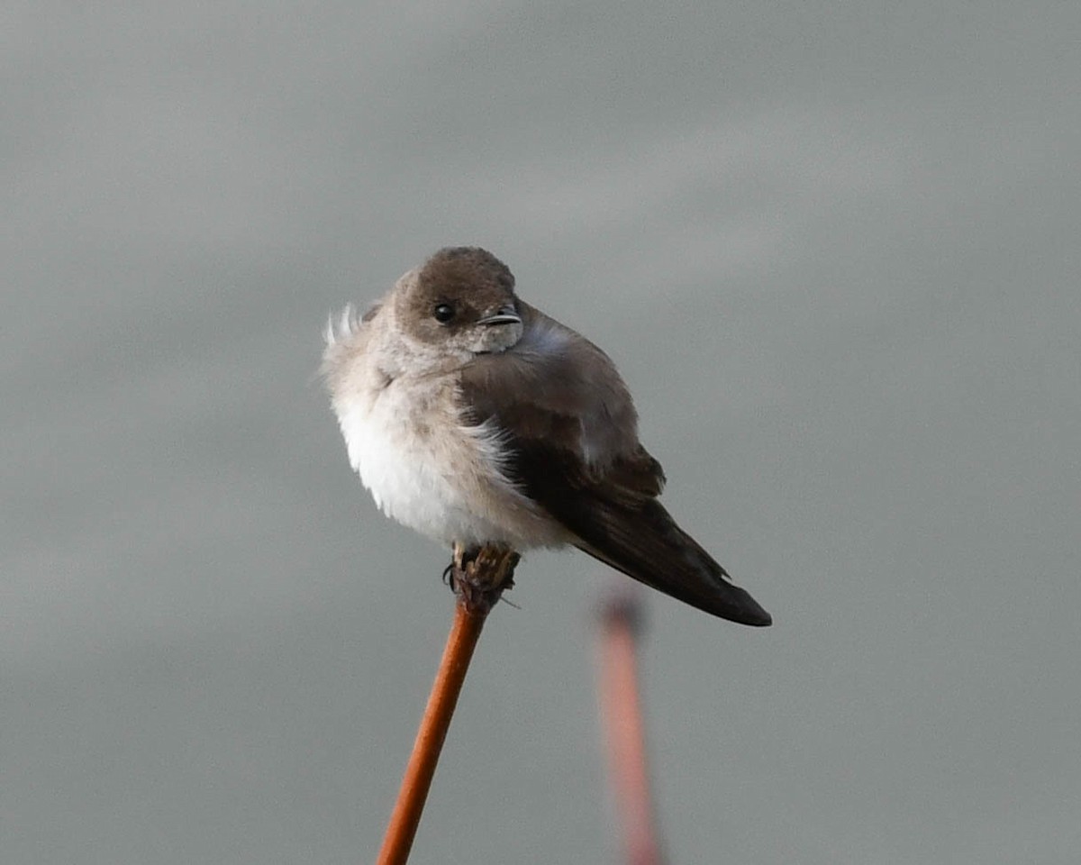 Northern Rough-winged Swallow - Joanne Dial