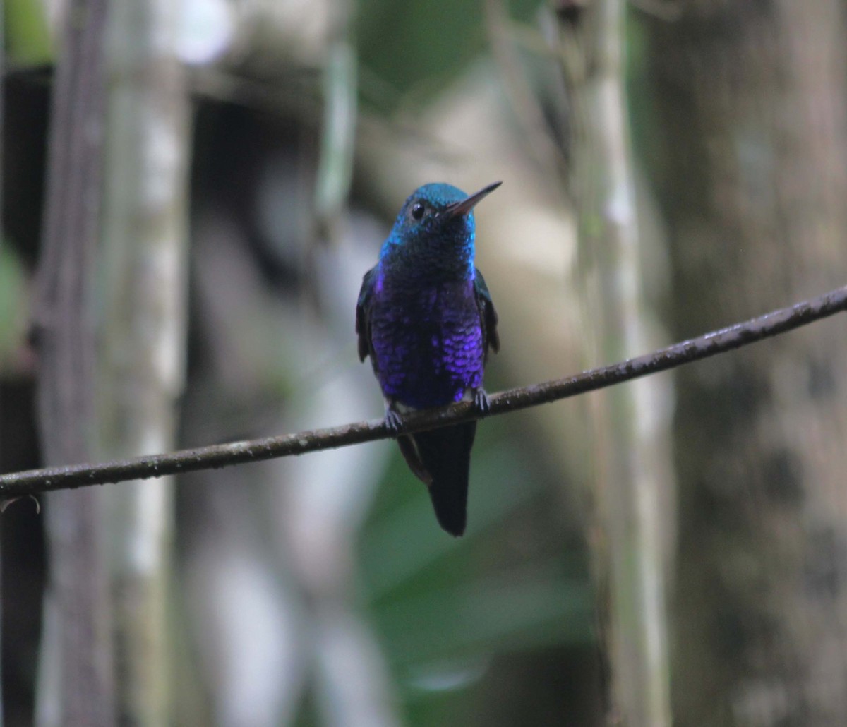 Violet-bellied Hummingbird - wr fortner