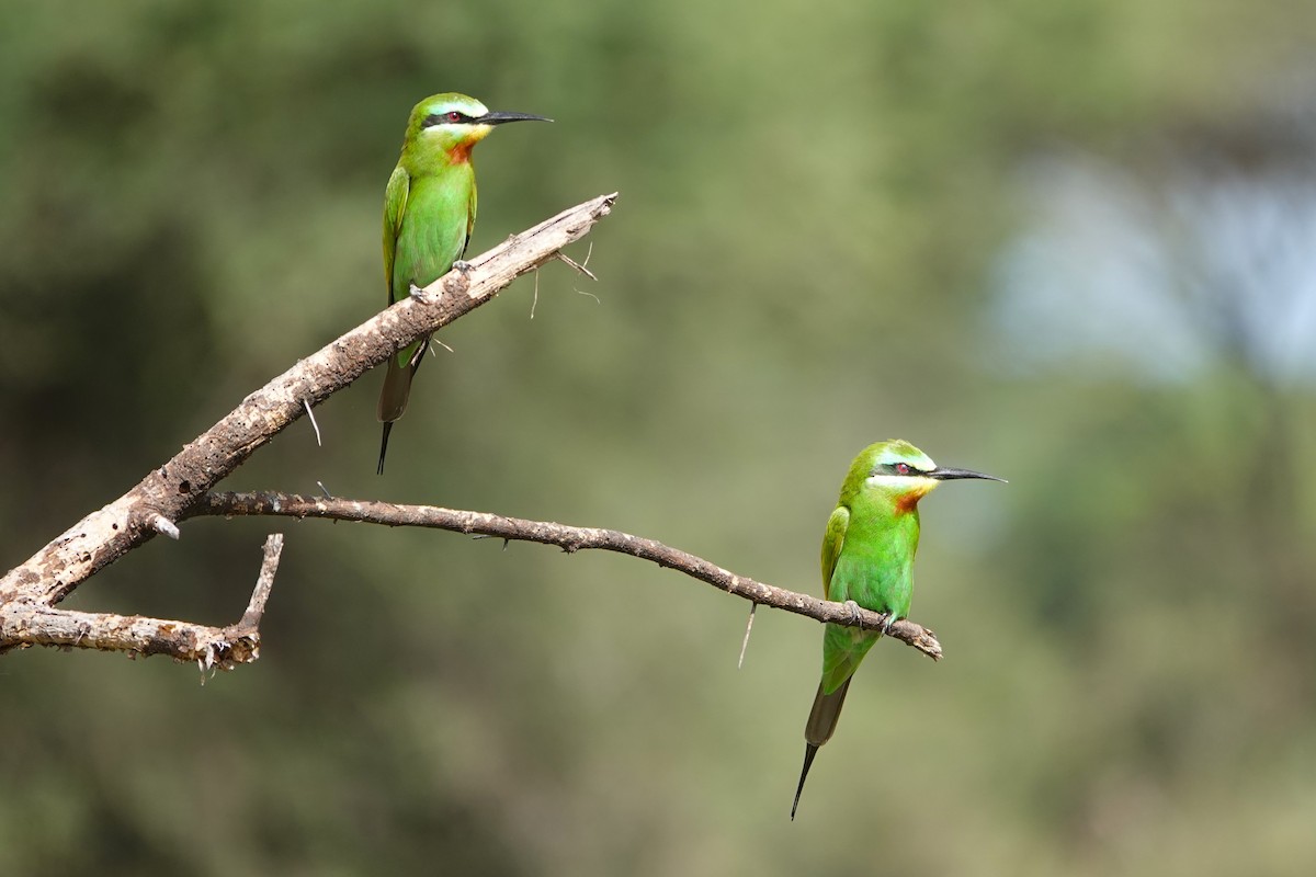 Blue-cheeked Bee-eater - ML617628352