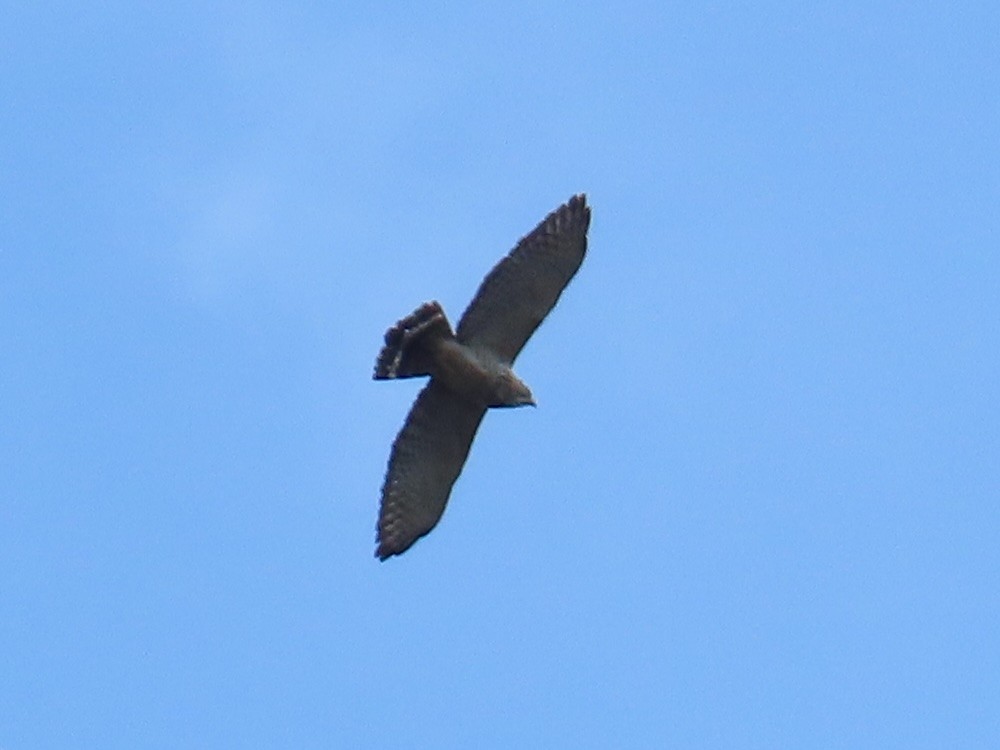 Broad-winged Hawk - ML617628353