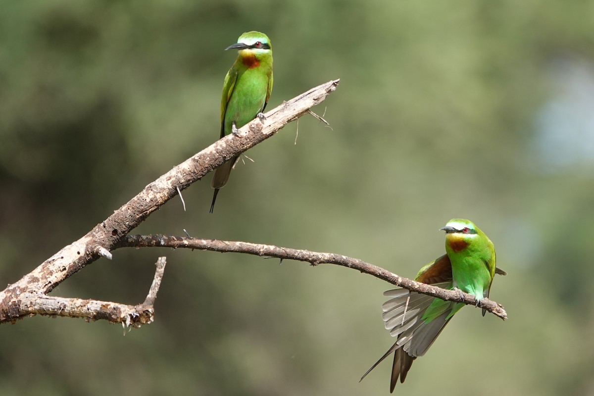 Blue-cheeked Bee-eater - ML617628363