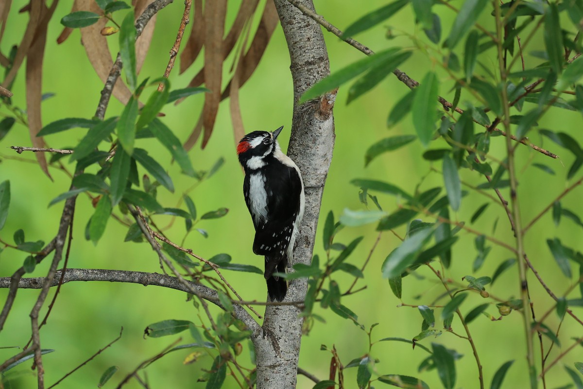 Downy Woodpecker - ML617628374