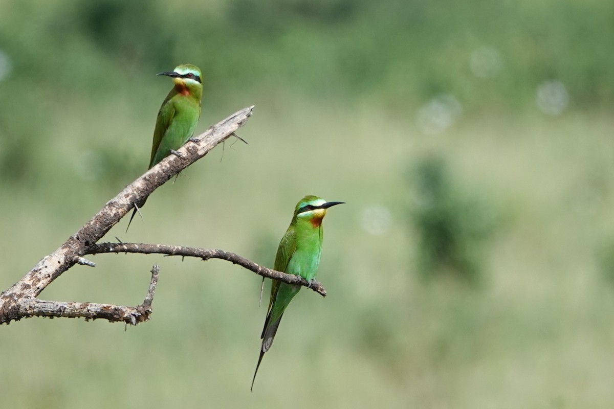 Blue-cheeked Bee-eater - ML617628394