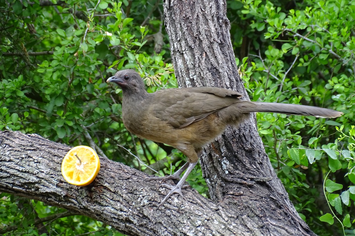 eBird Checklist - 19 Apr 2024 - Frontera Audubon Center (LTC 058) - 31 ...