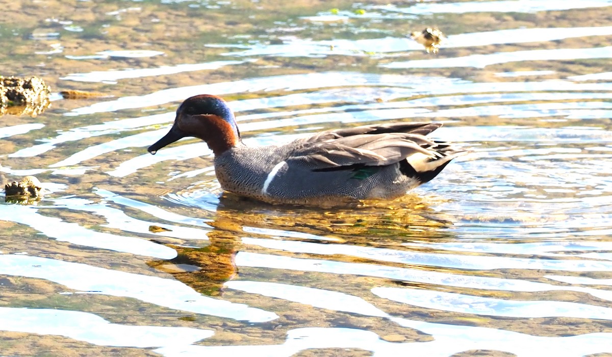 Green-winged Teal - ML617628415