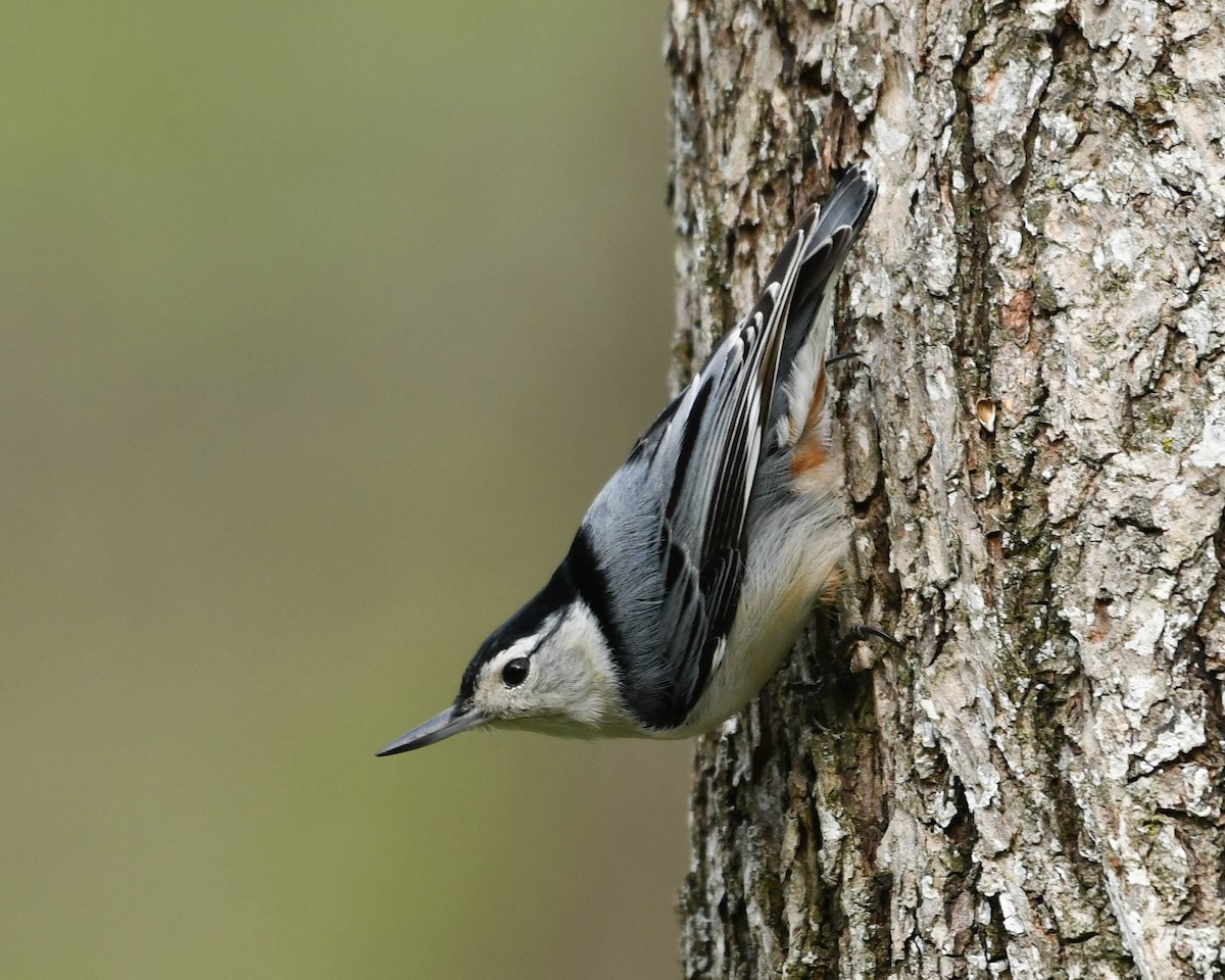 White-breasted Nuthatch - ML617628447